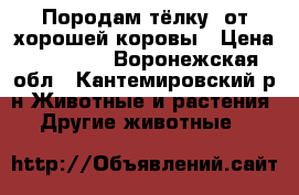 Породам тёлку, от хорошей коровы › Цена ­ 45 000 - Воронежская обл., Кантемировский р-н Животные и растения » Другие животные   